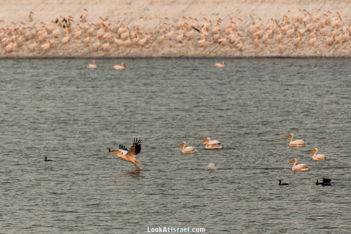 Станция наблюдения Викар за пеликанами на озере в долине Хефер | Vikar birds watching | מצפור ויקר | LookAtIsrael.com - Фото путешествия по Израилю