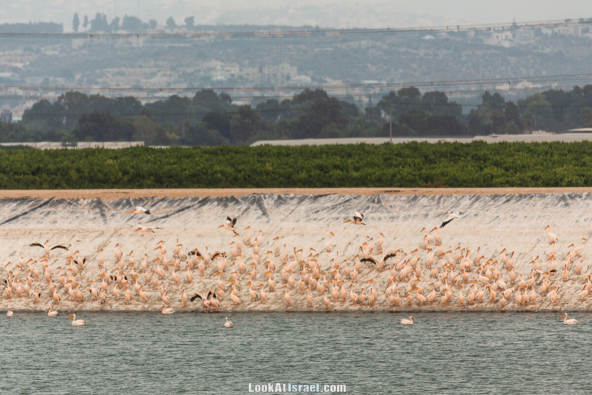 Станция наблюдения Викар за пеликанами на озере в долине Хефер | Vikar birds watching | מצפור ויקר | LookAtIsrael.com - Фото путешествия по Израилю