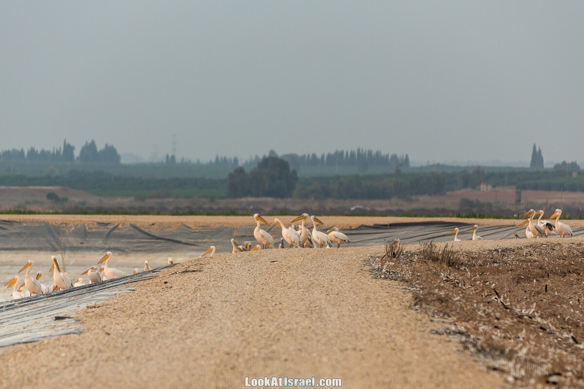 Станция наблюдения Викар за пеликанами на озере в долине Хефер | Vikar birds watching | מצפור ויקר | LookAtIsrael.com - Фото путешествия по Израилю