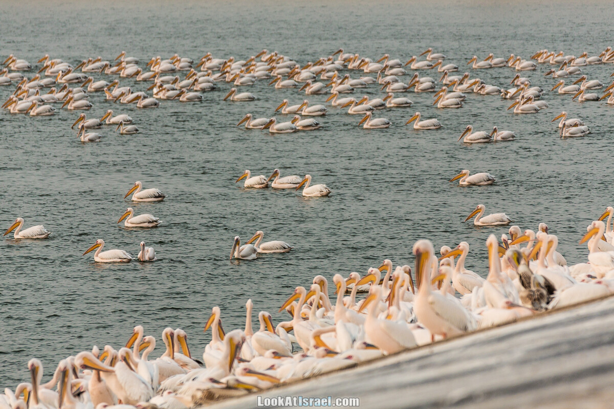 Станция наблюдения Викар за пеликанами на озере в долине Хефер | Vikar birds watching | מצפור ויקר | LookAtIsrael.com - Фото путешествия по Израилю
