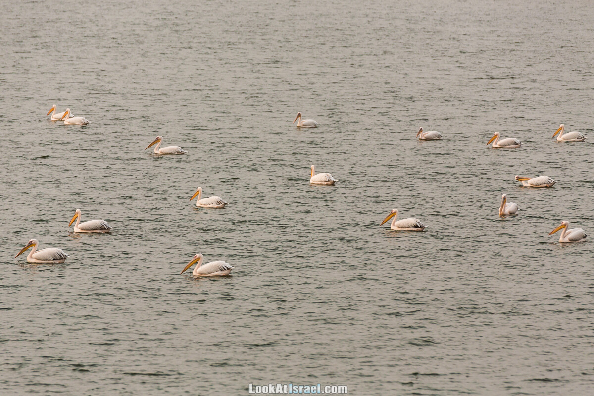 Станция наблюдения Викар за пеликанами на озере в долине Хефер | Vikar birds watching | מצפור ויקר | LookAtIsrael.com - Фото путешествия по Израилю