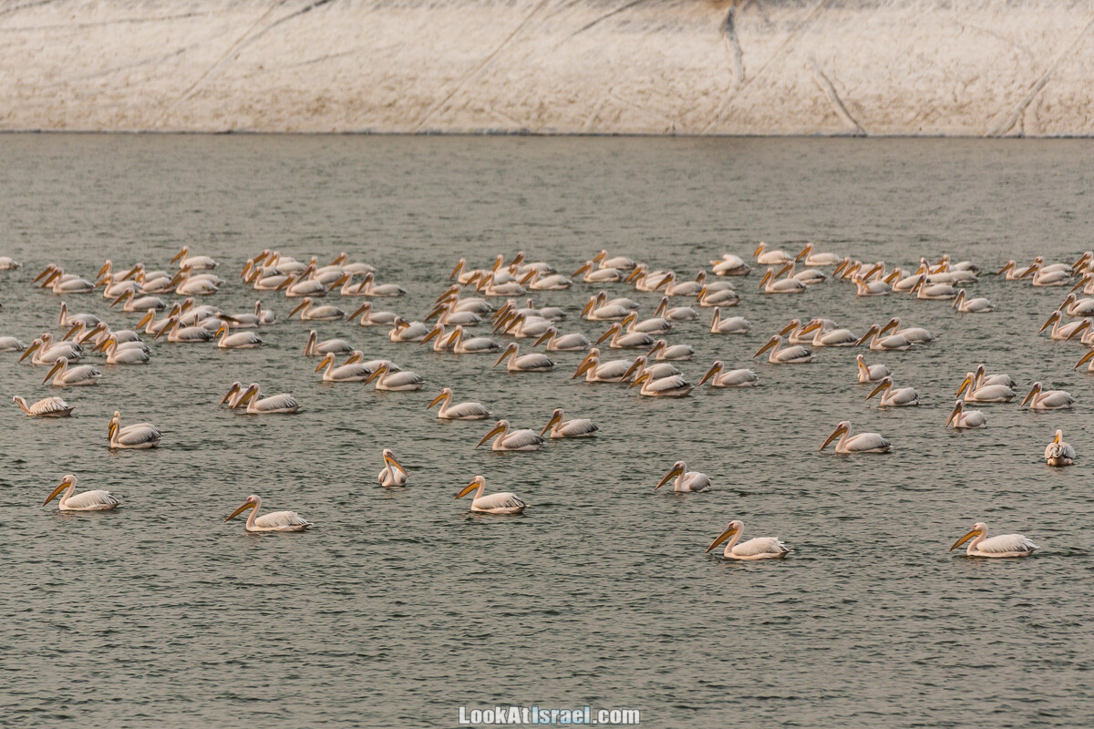 Станция наблюдения Викар за пеликанами на озере в долине Хефер | Vikar birds watching | מצפור ויקר | LookAtIsrael.com - Фото путешествия по Израилю