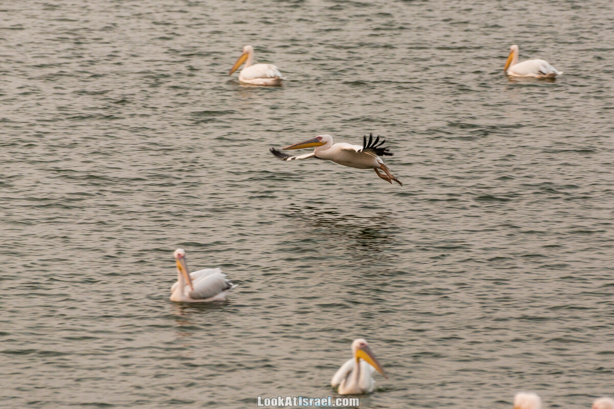 Станция наблюдения Викар за пеликанами на озере в долине Хефер | Vikar birds watching | מצפור ויקר | LookAtIsrael.com - Фото путешествия по Израилю