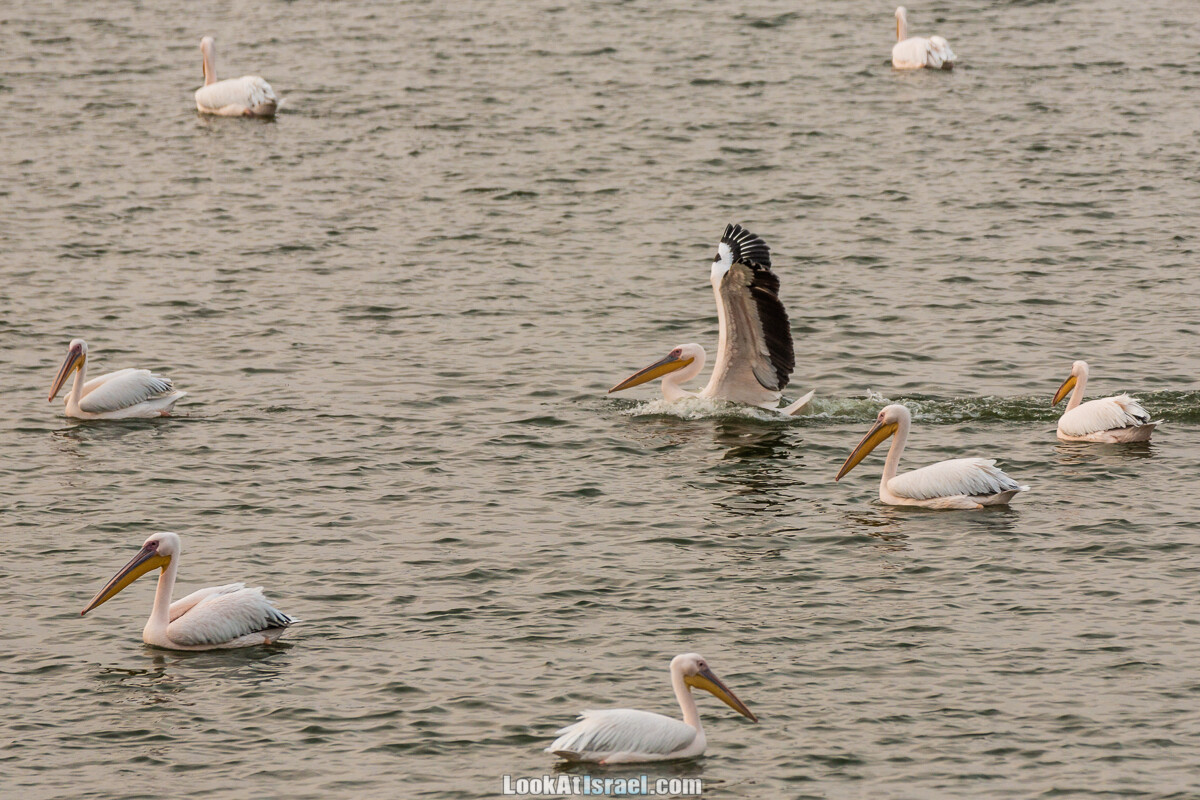 Станция наблюдения Викар за пеликанами на озере в долине Хефер | Vikar birds watching | מצפור ויקר | LookAtIsrael.com - Фото путешествия по Израилю