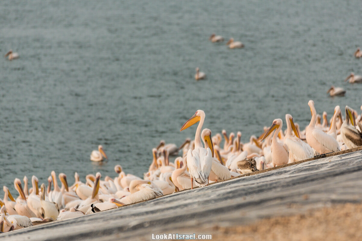 Станция наблюдения Викар за пеликанами на озере в долине Хефер | Vikar birds watching | מצפור ויקר | LookAtIsrael.com - Фото путешествия по Израилю