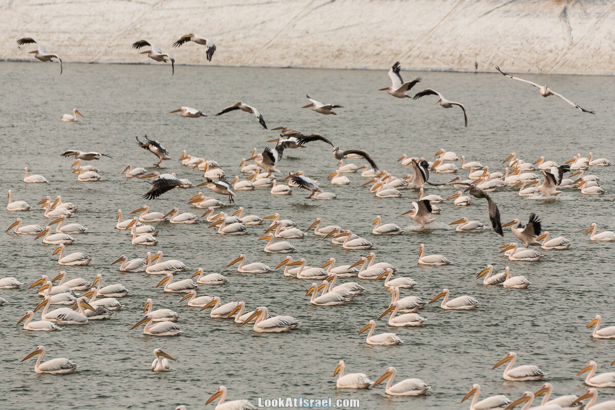 Станция наблюдения Викар за пеликанами на озере в долине Хефер | Vikar birds watching | מצפור ויקר | LookAtIsrael.com - Фото путешествия по Израилю