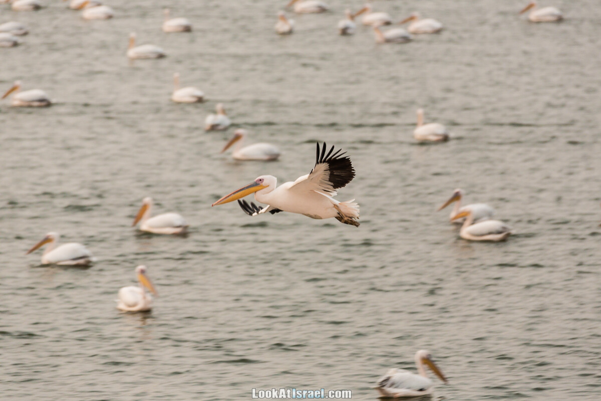Станция наблюдения Викар за пеликанами на озере в долине Хефер | Vikar birds watching | מצפור ויקר | LookAtIsrael.com - Фото путешествия по Израилю