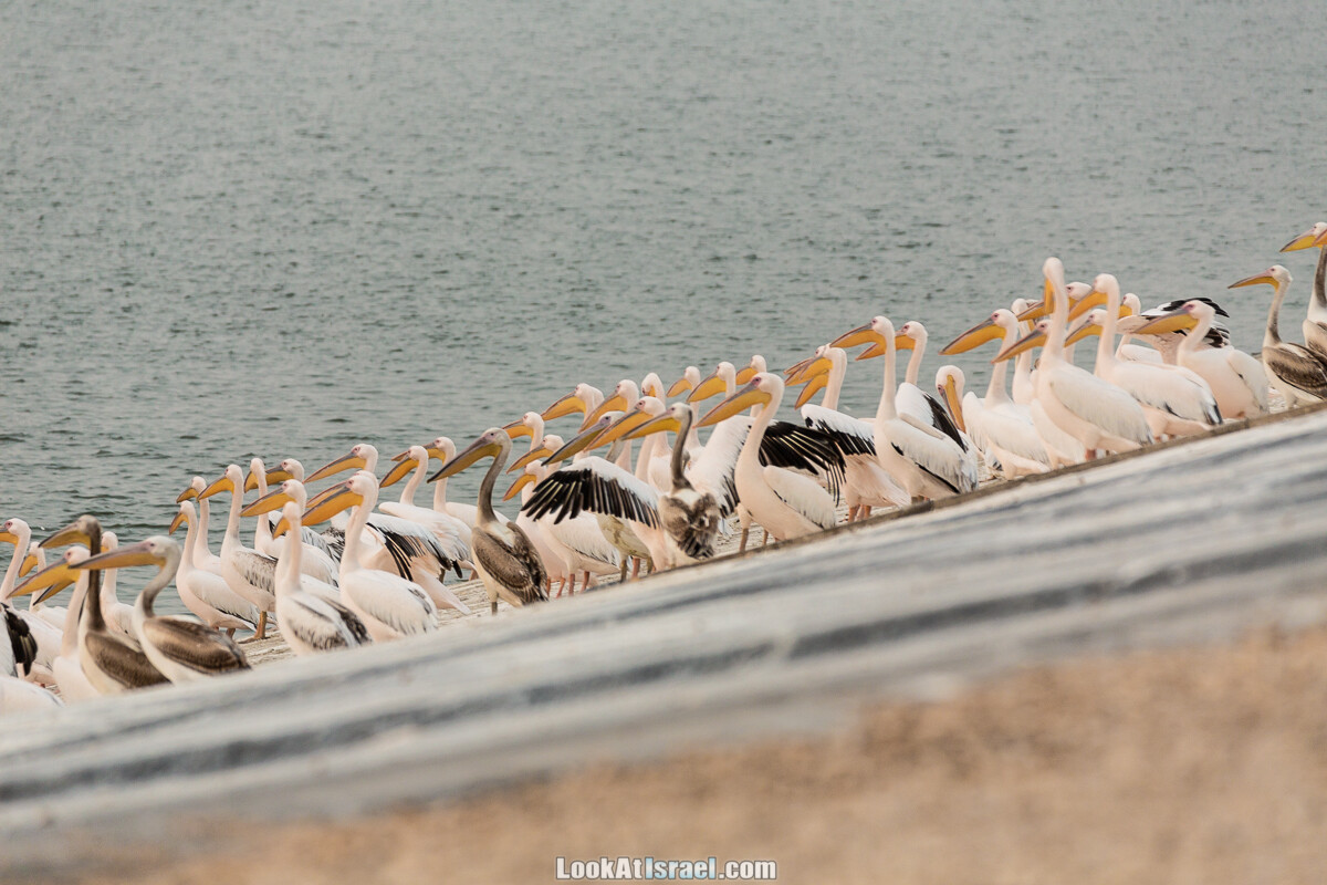 Станция наблюдения Викар за пеликанами на озере в долине Хефер | Vikar birds watching | מצפור ויקר | LookAtIsrael.com - Фото путешествия по Израилю