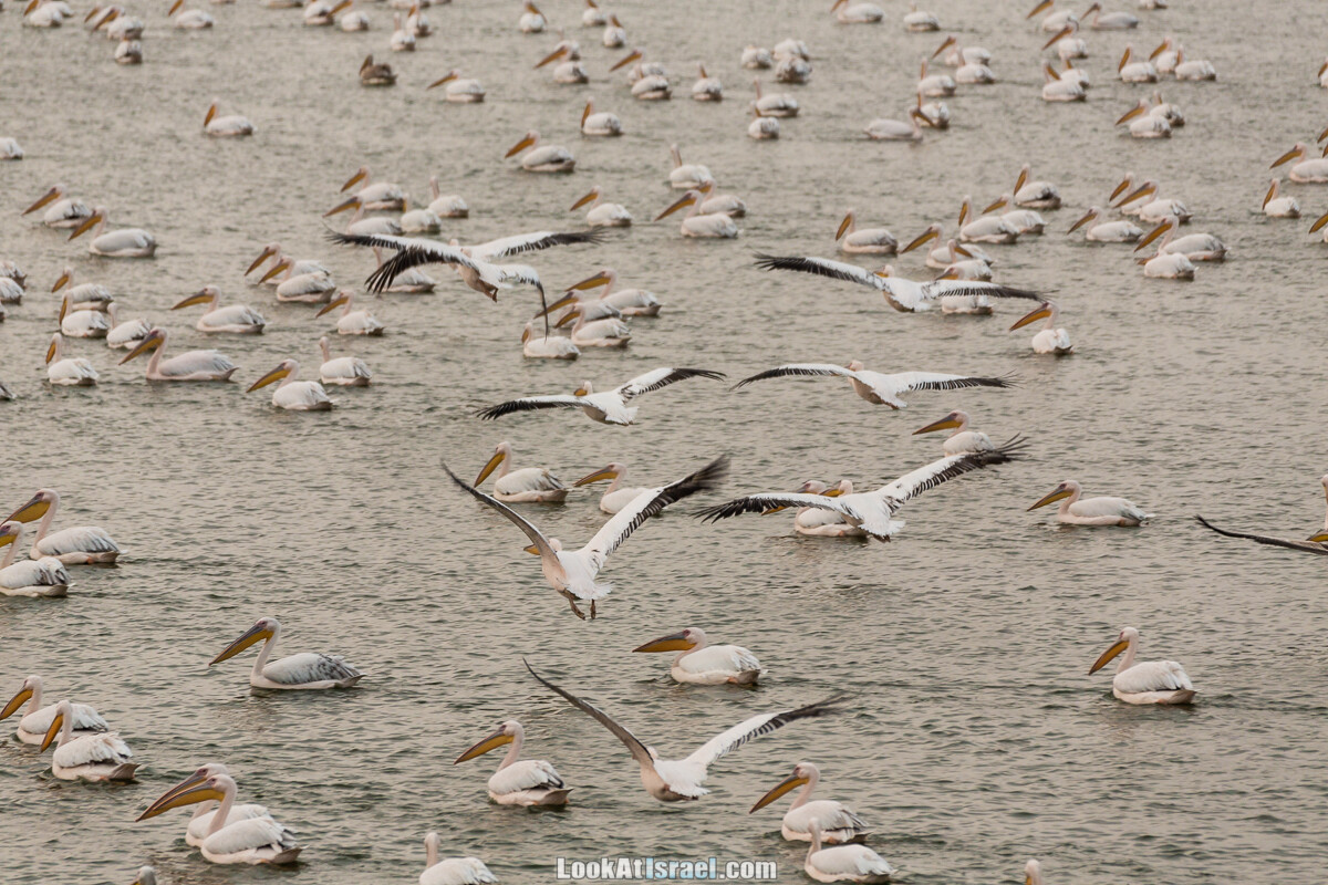 Станция наблюдения Викар за пеликанами на озере в долине Хефер | Vikar birds watching | מצפור ויקר | LookAtIsrael.com - Фото путешествия по Израилю