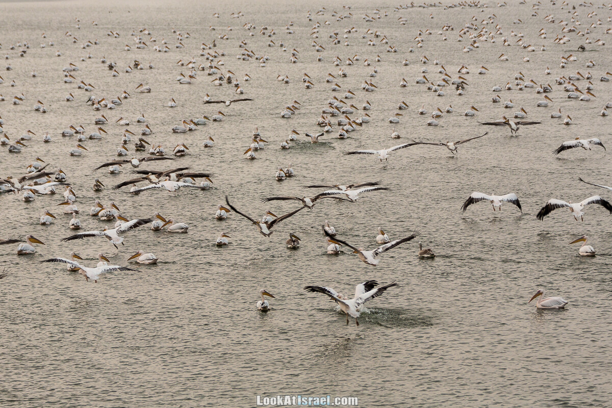 Станция наблюдения Викар за пеликанами на озере в долине Хефер | Vikar birds watching | מצפור ויקר | LookAtIsrael.com - Фото путешествия по Израилю