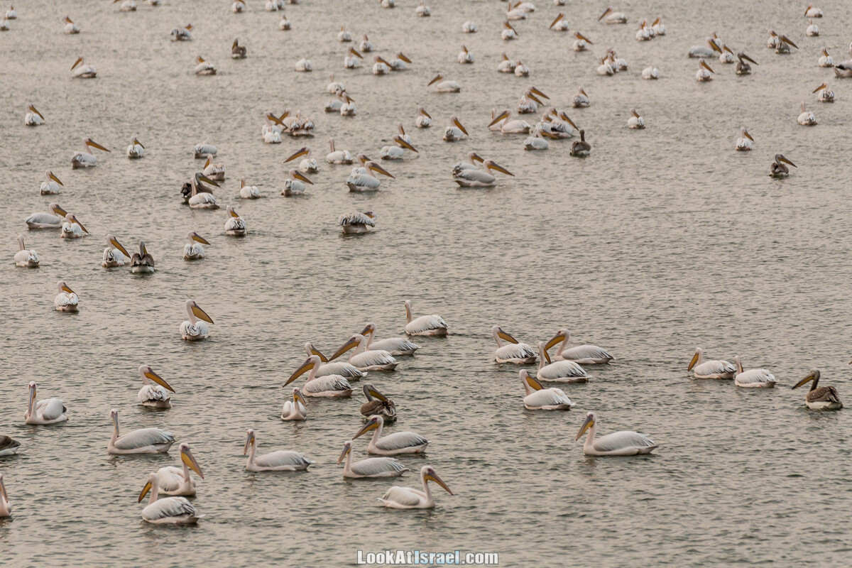 Станция наблюдения Викар за пеликанами на озере в долине Хефер | Vikar birds watching | מצפור ויקר | LookAtIsrael.com - Фото путешествия по Израилю