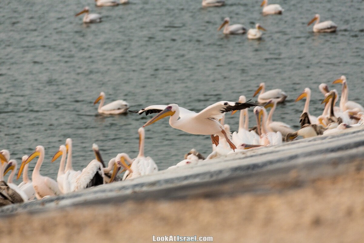 Станция наблюдения Викар за пеликанами на озере в долине Хефер | Vikar birds watching | מצפור ויקר | LookAtIsrael.com - Фото путешествия по Израилю