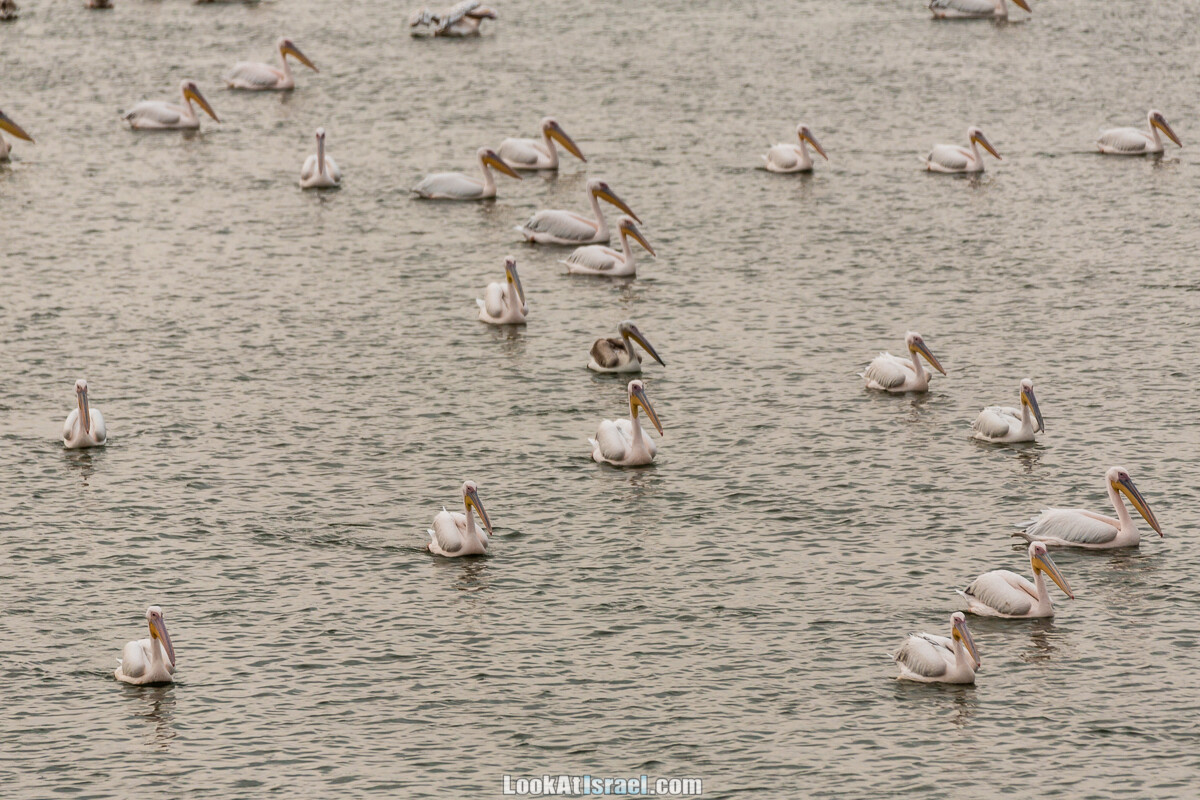 Станция наблюдения Викар за пеликанами на озере в долине Хефер | Vikar birds watching | מצפור ויקר | LookAtIsrael.com - Фото путешествия по Израилю