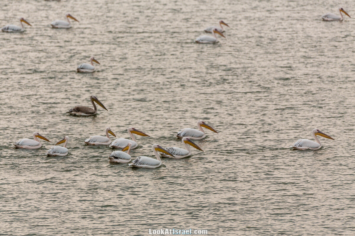 Станция наблюдения Викар за пеликанами на озере в долине Хефер | Vikar birds watching | מצפור ויקר | LookAtIsrael.com - Фото путешествия по Израилю