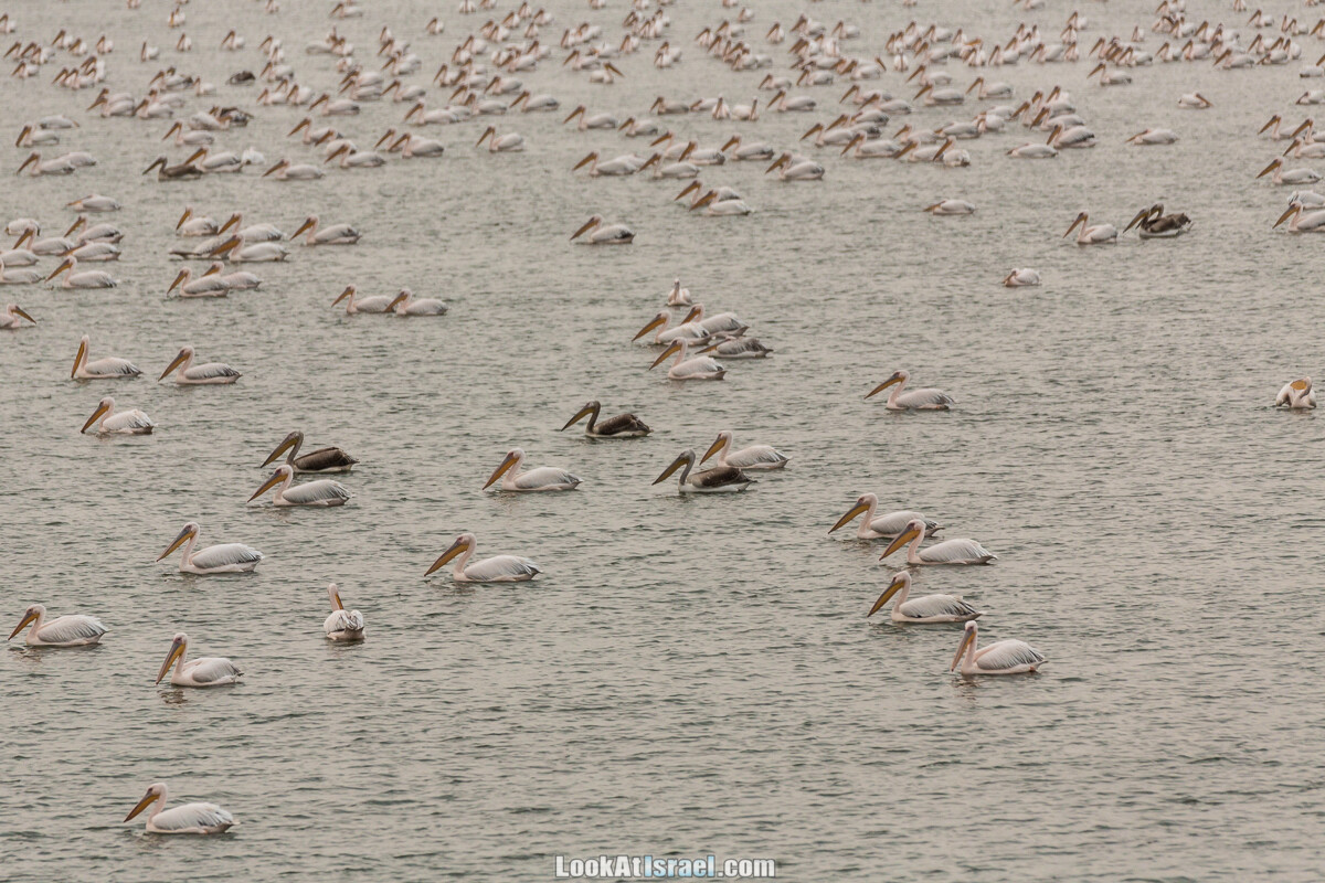 Станция наблюдения Викар за пеликанами на озере в долине Хефер | Vikar birds watching | מצפור ויקר | LookAtIsrael.com - Фото путешествия по Израилю