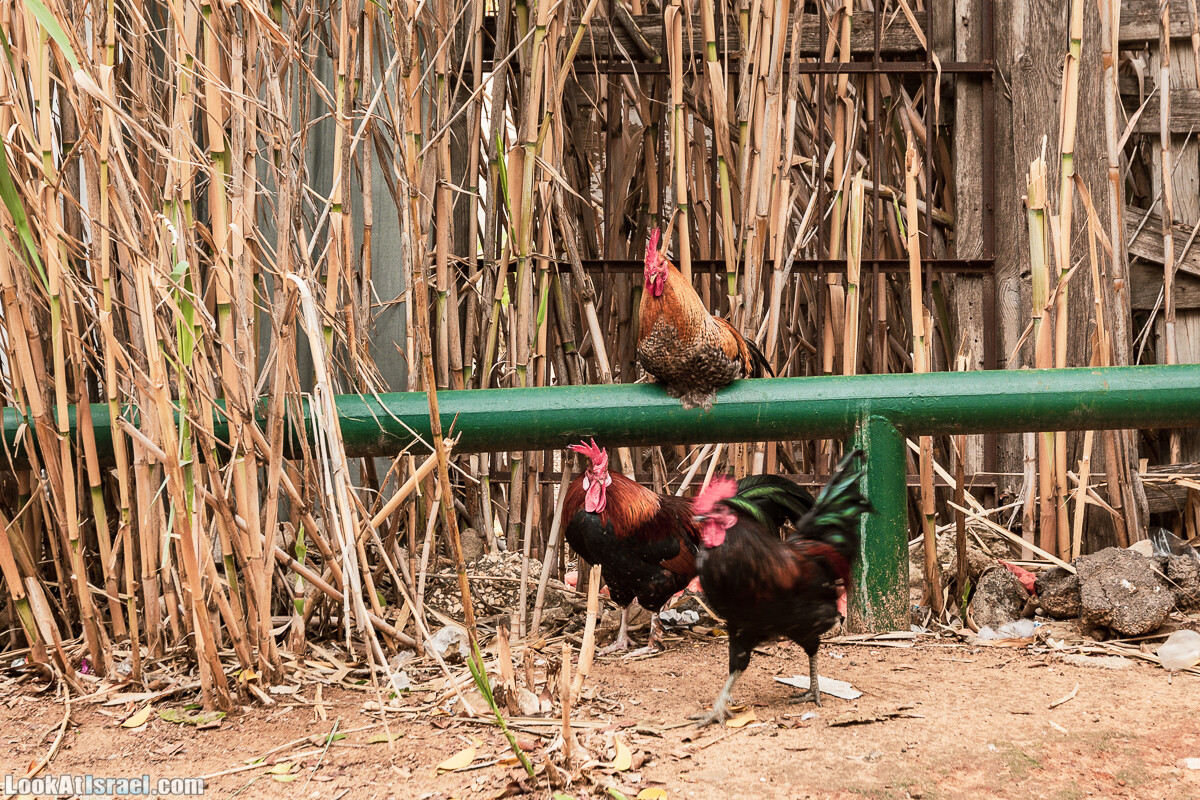 Крошки Тель-Авива - случайные фотографии из жизни Тель-Авива и Яффо, который ты не видел | LookAtIsrael.com - Фото путешествия по Израилю