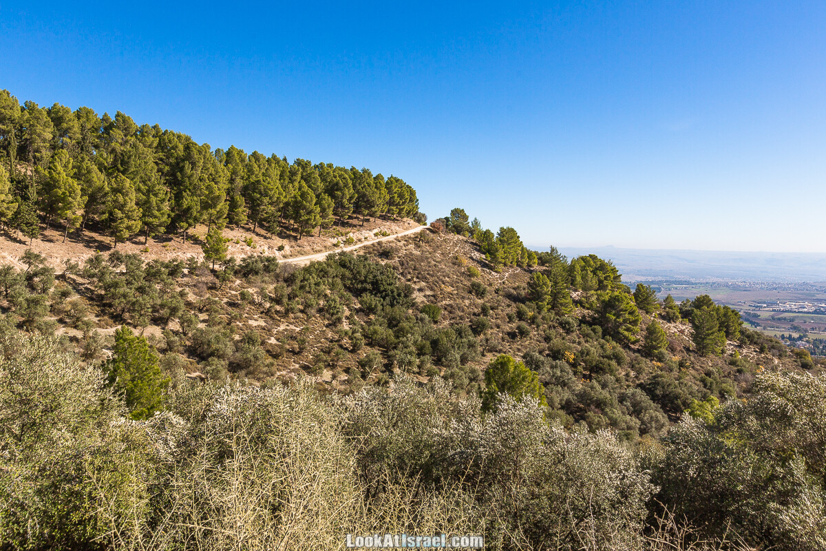 Лес Бирия | LookAtIsrael.com - Фото путешествия по Израилю
