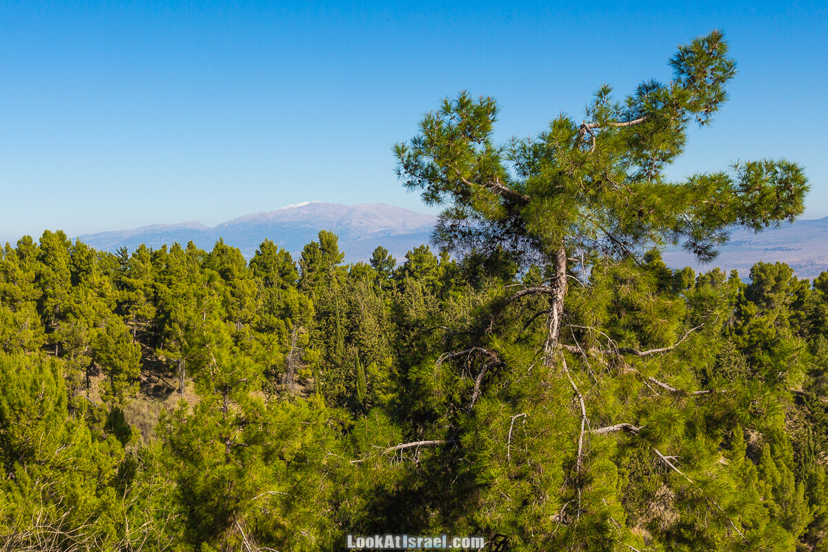 Лес Бирия | LookAtIsrael.com - Фото путешествия по Израилю