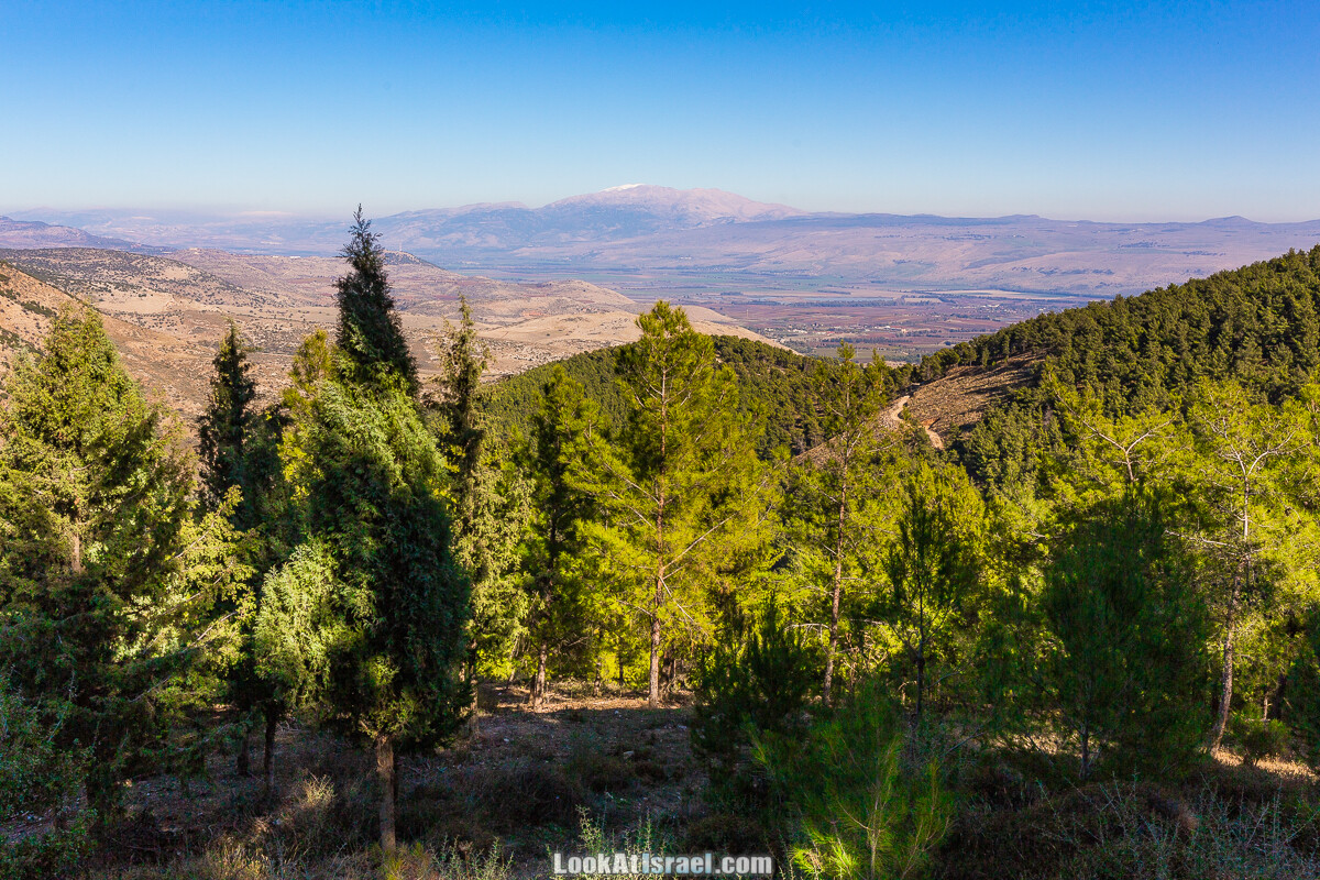 Чуть-чуть леса и гор