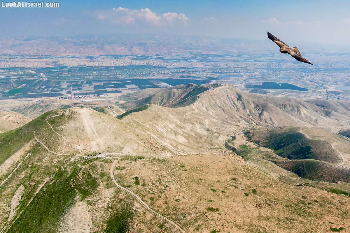 Сокол над Иорданской доли ной | LookAtIsrael.com - Фото путешествия по Израилю и не только...