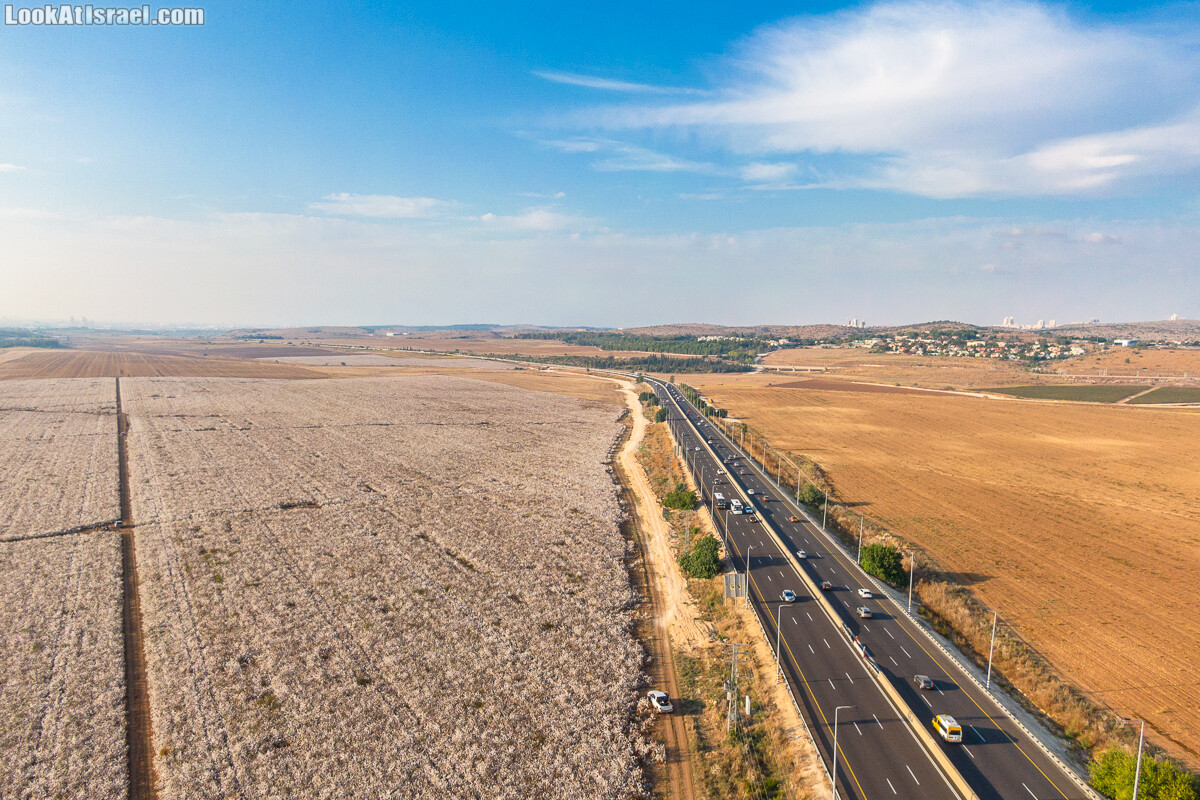 Хлопковые поля долины Аялон