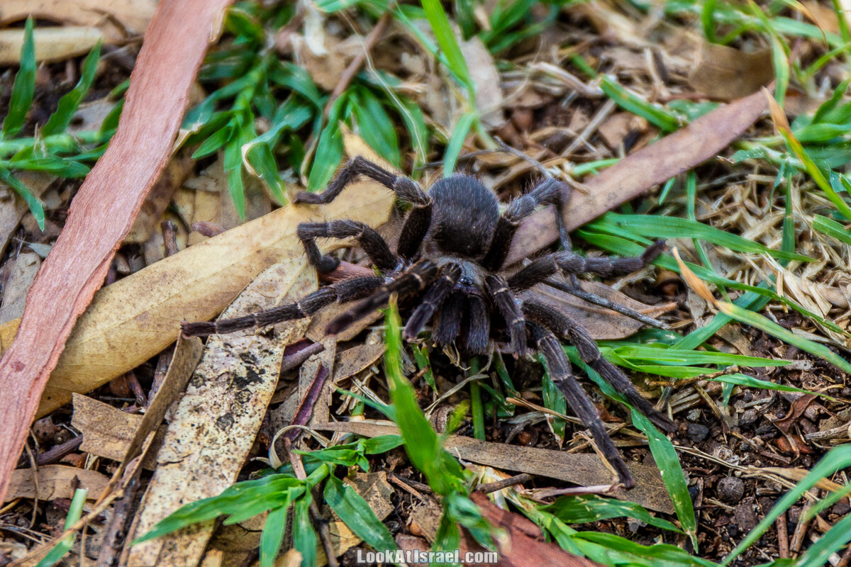 Случайные фотографии из жизни Тель-Авива | LookAtIsrael.com - Фото путешествия по Израилю