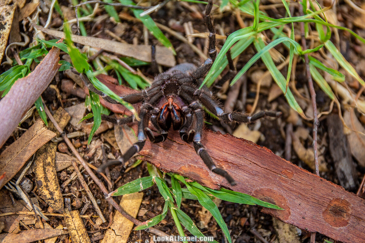 Случайные фотографии из жизни Тель-Авива | LookAtIsrael.com - Фото путешествия по Израилю