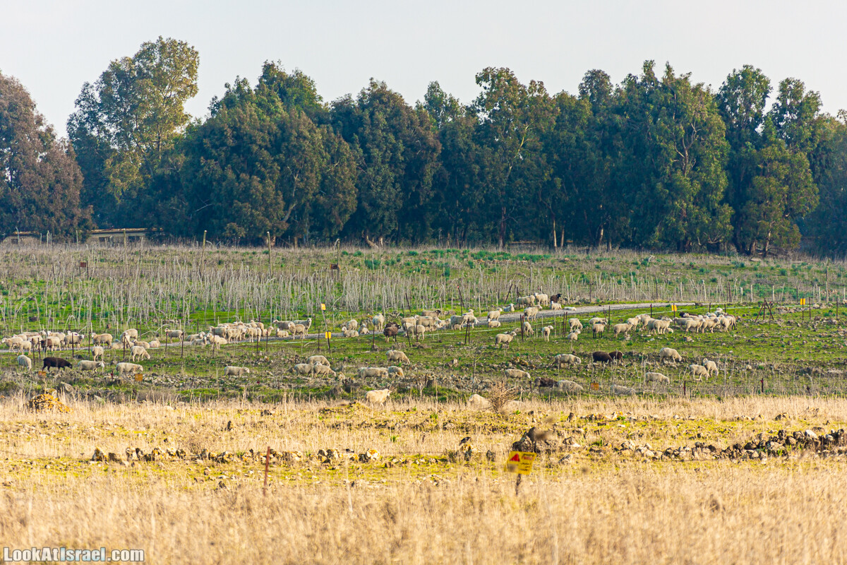 Голанские высоты - водопад Фара, гора Хермонит, Тель а-Саки | Fara waterfall, Hermonit mt, Tel a-Saqi | LookAtIsrael.com - Фото путешествия по Израилю