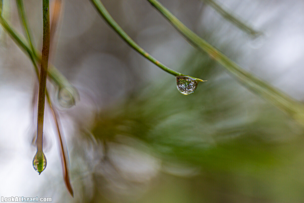 Неудачный опыт сбора грибов в Израиле | LookAtIsrael.com - Фото путешествия по Израилю