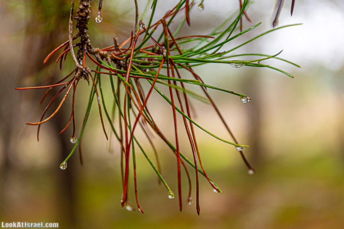 Неудачный опыт сбора грибов в Израиле | LookAtIsrael.com - Фото путешествия по Израилю
