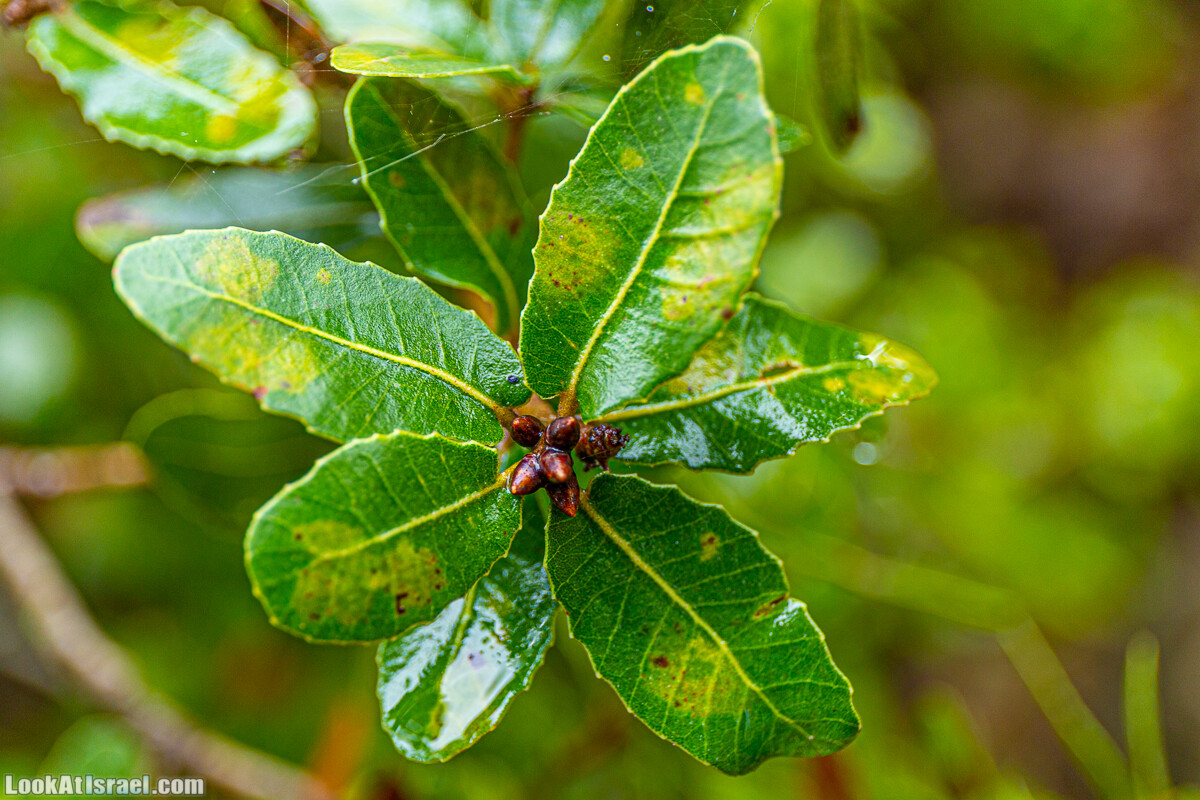 Неудачный опыт сбора грибов в Израиле | LookAtIsrael.com - Фото путешествия по Израилю