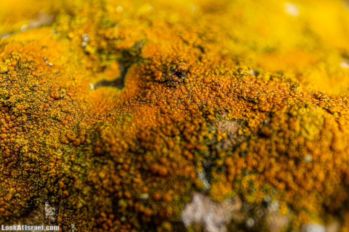 Неудачный опыт сбора грибов в Израиле | LookAtIsrael.com - Фото путешествия по Израилю