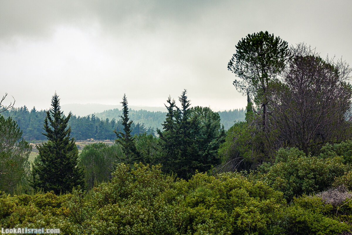 Неудачный опыт сбора грибов в Израиле | LookAtIsrael.com - Фото путешествия по Израилю