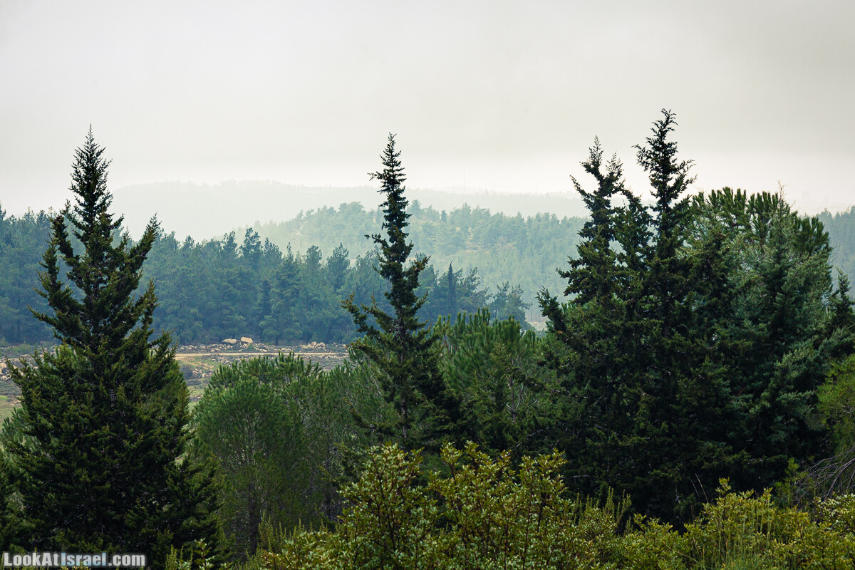 Неудачный опыт сбора грибов в Израиле | LookAtIsrael.com - Фото путешествия по Израилю