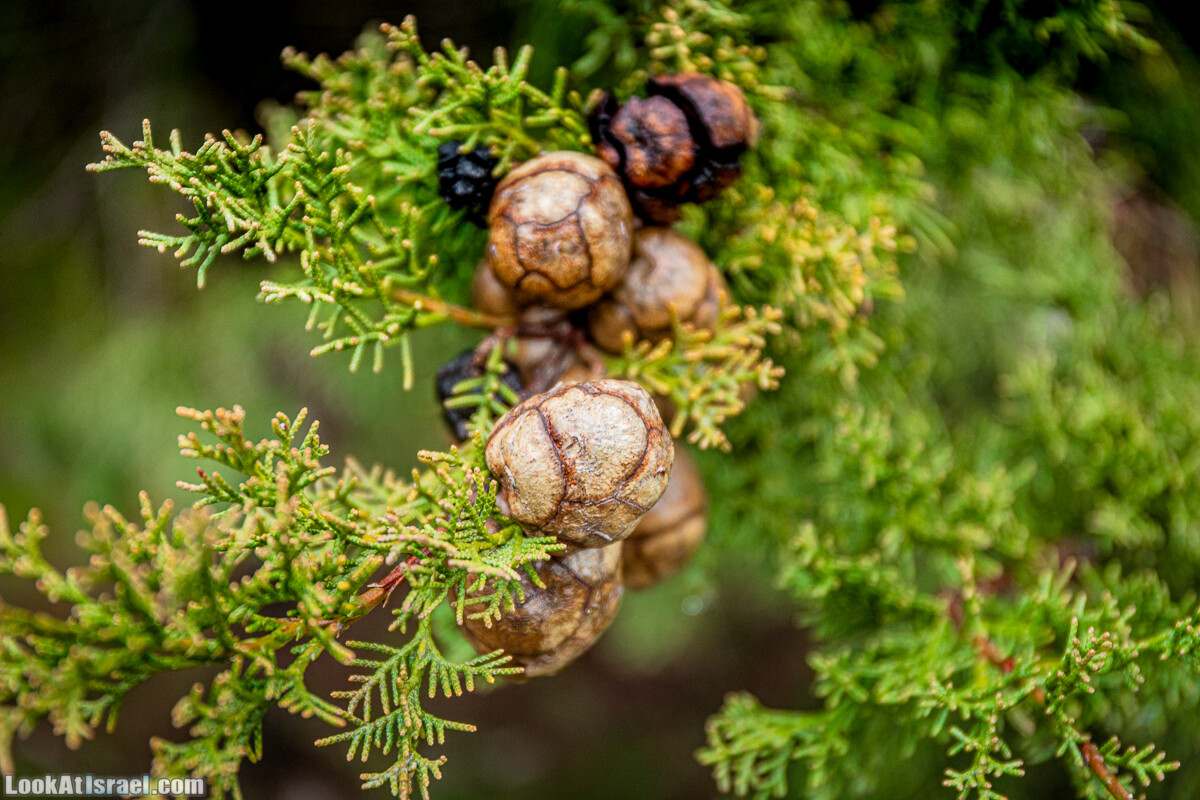 Неудачный опыт сбора грибов в Израиле | LookAtIsrael.com - Фото путешествия по Израилю