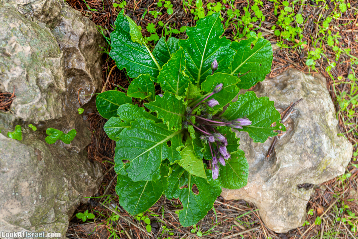 Неудачный опыт сбора грибов в Израиле | LookAtIsrael.com - Фото путешествия по Израилю