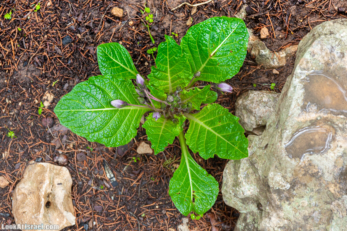Неудачный опыт сбора грибов в Израиле | LookAtIsrael.com - Фото путешествия по Израилю