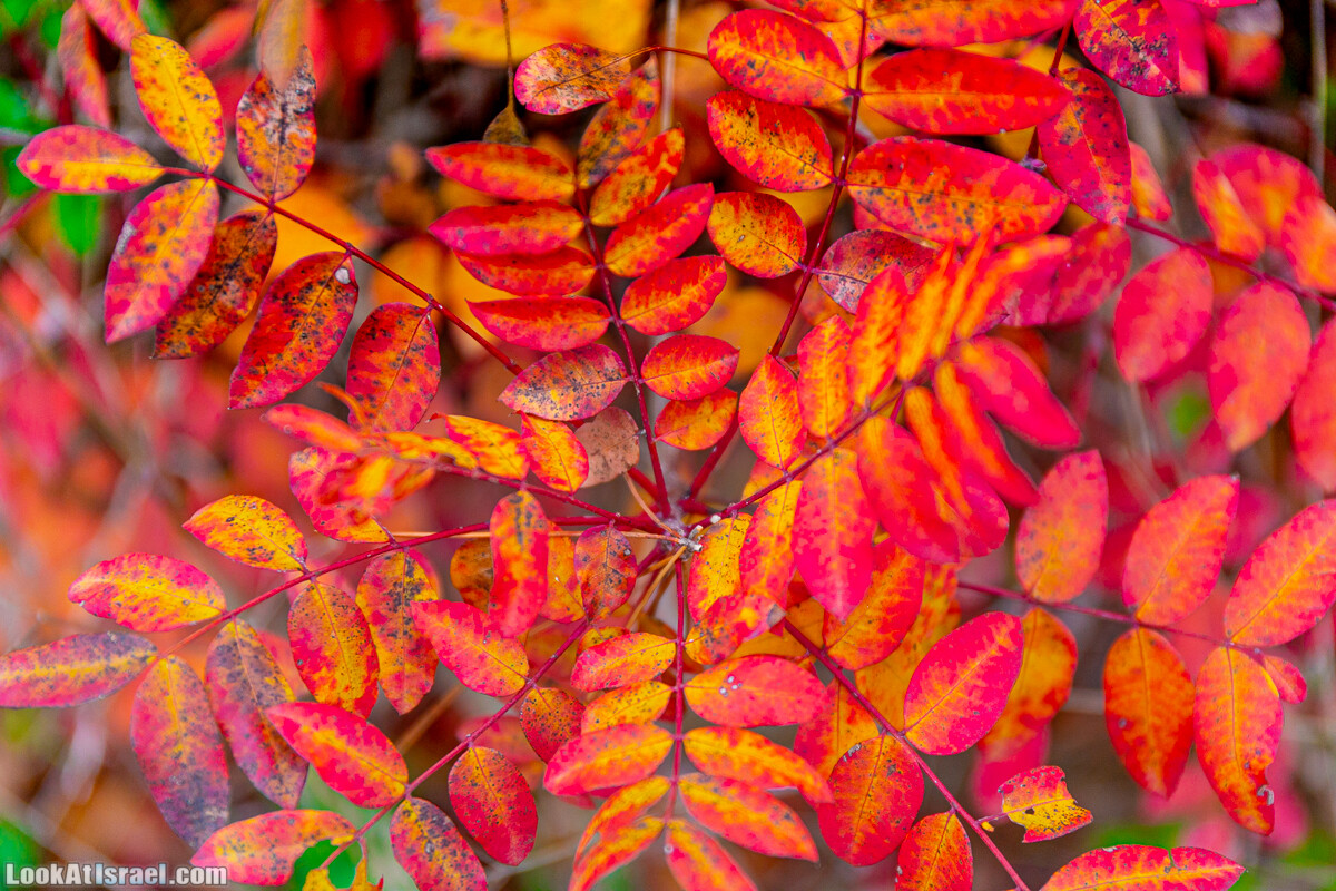 Неудачный опыт сбора грибов в Израиле | LookAtIsrael.com - Фото путешествия по Израилю