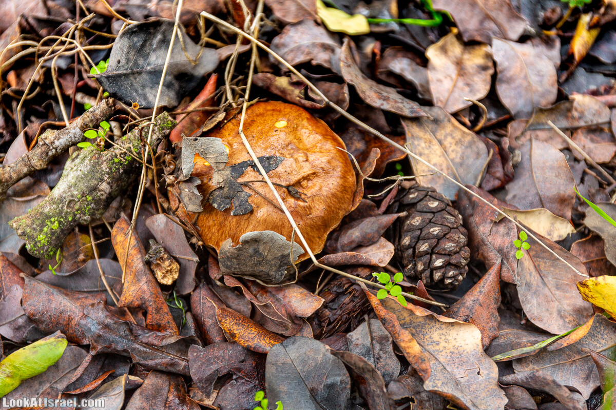 Неудачный опыт сбора грибов в Израиле | LookAtIsrael.com - Фото путешествия по Израилю