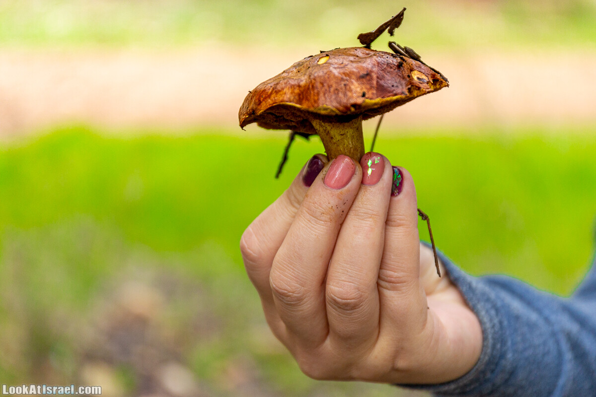 Неудачный опыт сбора грибов в Израиле | LookAtIsrael.com - Фото путешествия по Израилю