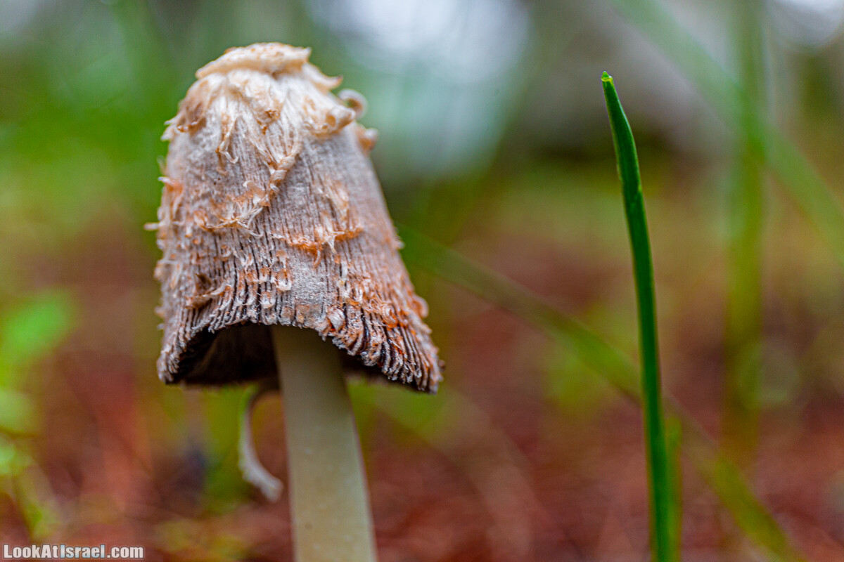 Неудачный опыт сбора грибов в Израиле | LookAtIsrael.com - Фото путешествия по Израилю