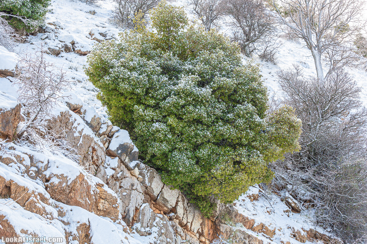 Снег на горе Хермон, Израиль | LookAtIsrael.com - Фото путешествия по Израилю