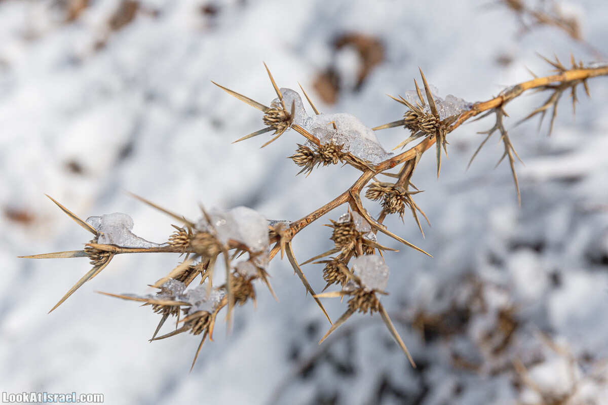 Снег на горе Хермон, Израиль | LookAtIsrael.com - Фото путешествия по Израилю