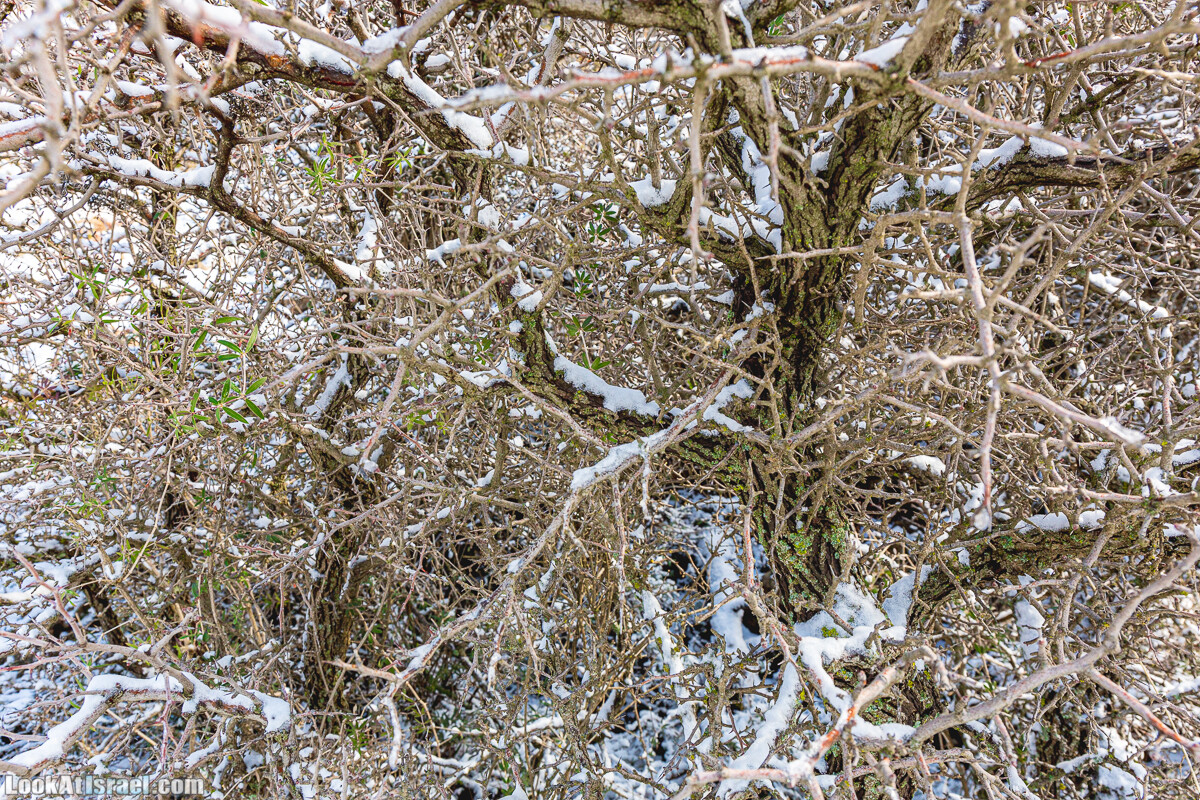 Снег на горе Хермон, Израиль | LookAtIsrael.com - Фото путешествия по Израилю