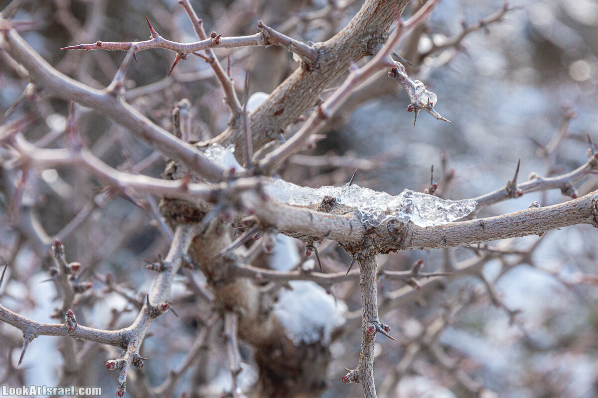 Снег на горе Хермон, Израиль | LookAtIsrael.com - Фото путешествия по Израилю