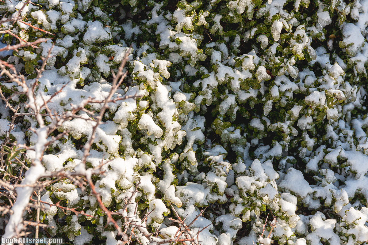 Снег на горе Хермон, Израиль | LookAtIsrael.com - Фото путешествия по Израилю