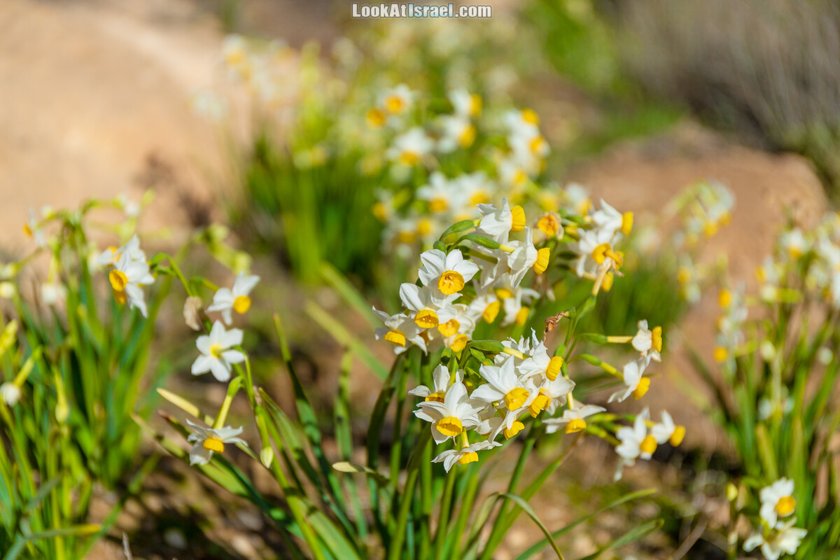 За нарциссами в пустыню