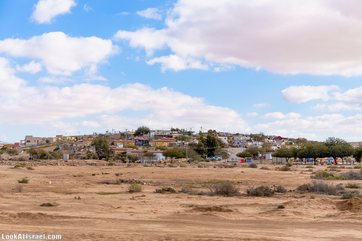 Зимнее цветение нарциссов в пустыне Негев (Нахаль Хацац) | Narcissuses of Negev desert | LookAtIsrael.com - Фото путешествия по Израилю