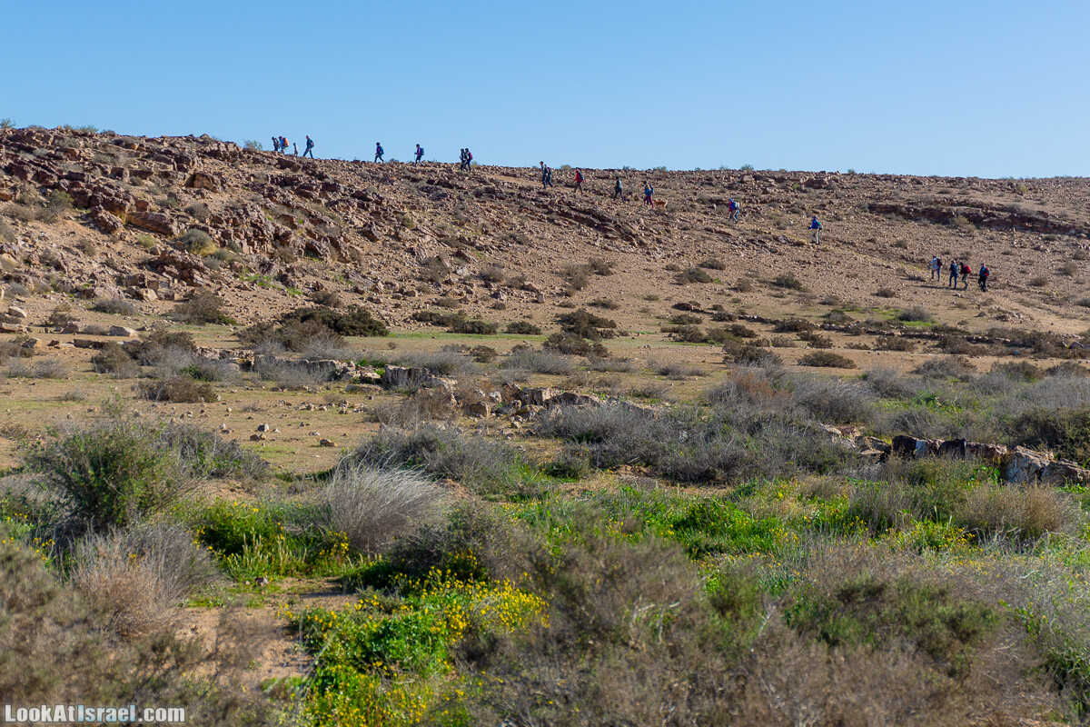 Зимнее цветение нарциссов в пустыне Негев (Нахаль Хацац) | Narcissuses of Negev desert | LookAtIsrael.com - Фото путешествия по Израилю