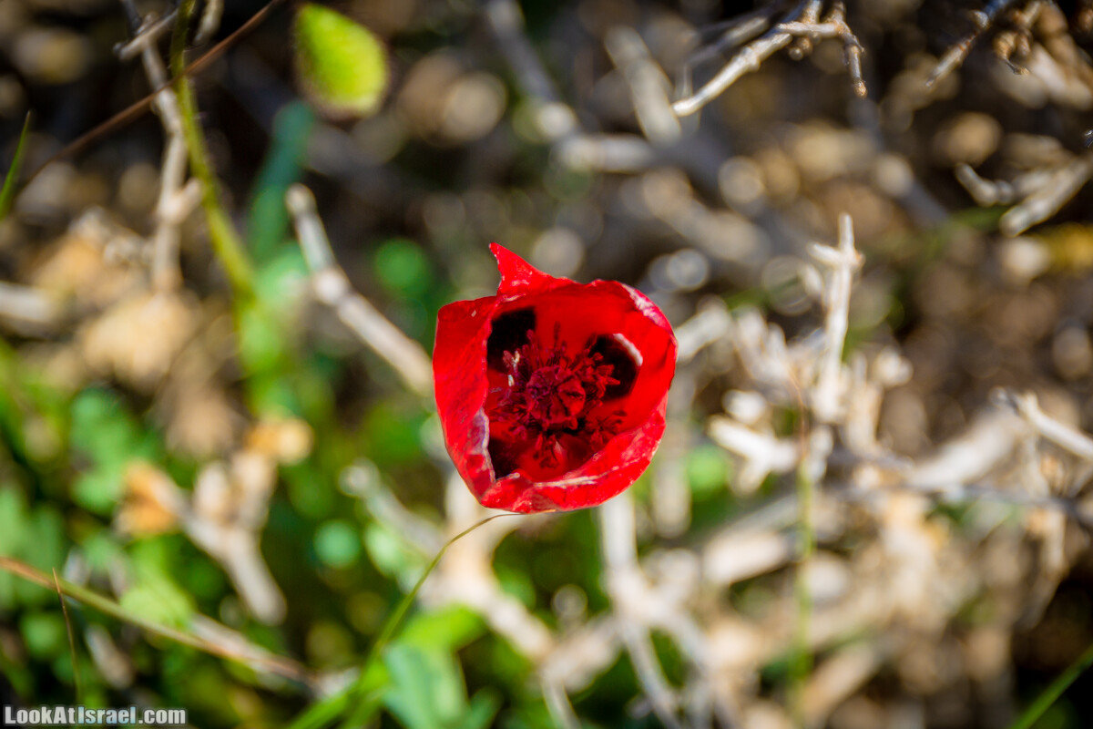 Зимнее цветение нарциссов в пустыне Негев (Нахаль Хацац) | Narcissuses of Negev desert | LookAtIsrael.com - Фото путешествия по Израилю